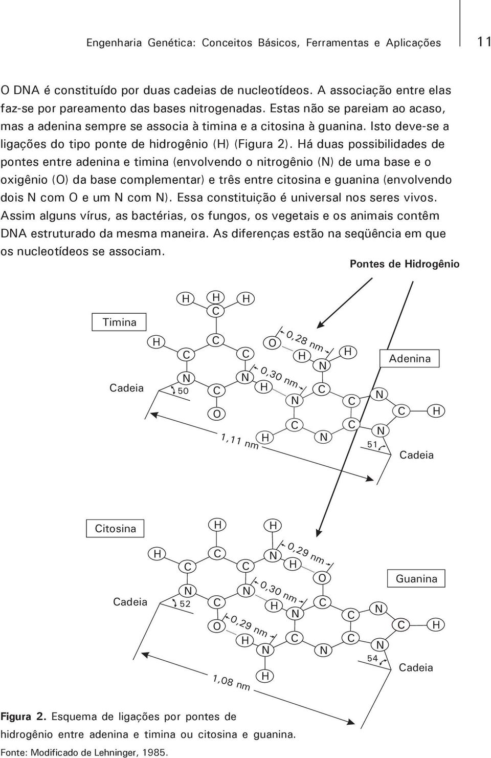 Há duas possibilidades de pontes entre adenina e timina (envolvendo o nitrogênio (N) de uma base e o oxigênio (O) da base complementar) e três entre citosina e guanina (envolvendo dois N com O e um N