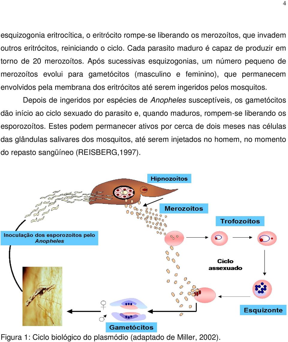 mosquitos. Depois de ingeridos por espécies de Anopheles susceptíveis, os gametócitos dão início ao ciclo sexuado do parasito e, quando maduros, rompem-se liberando os esporozoítos.