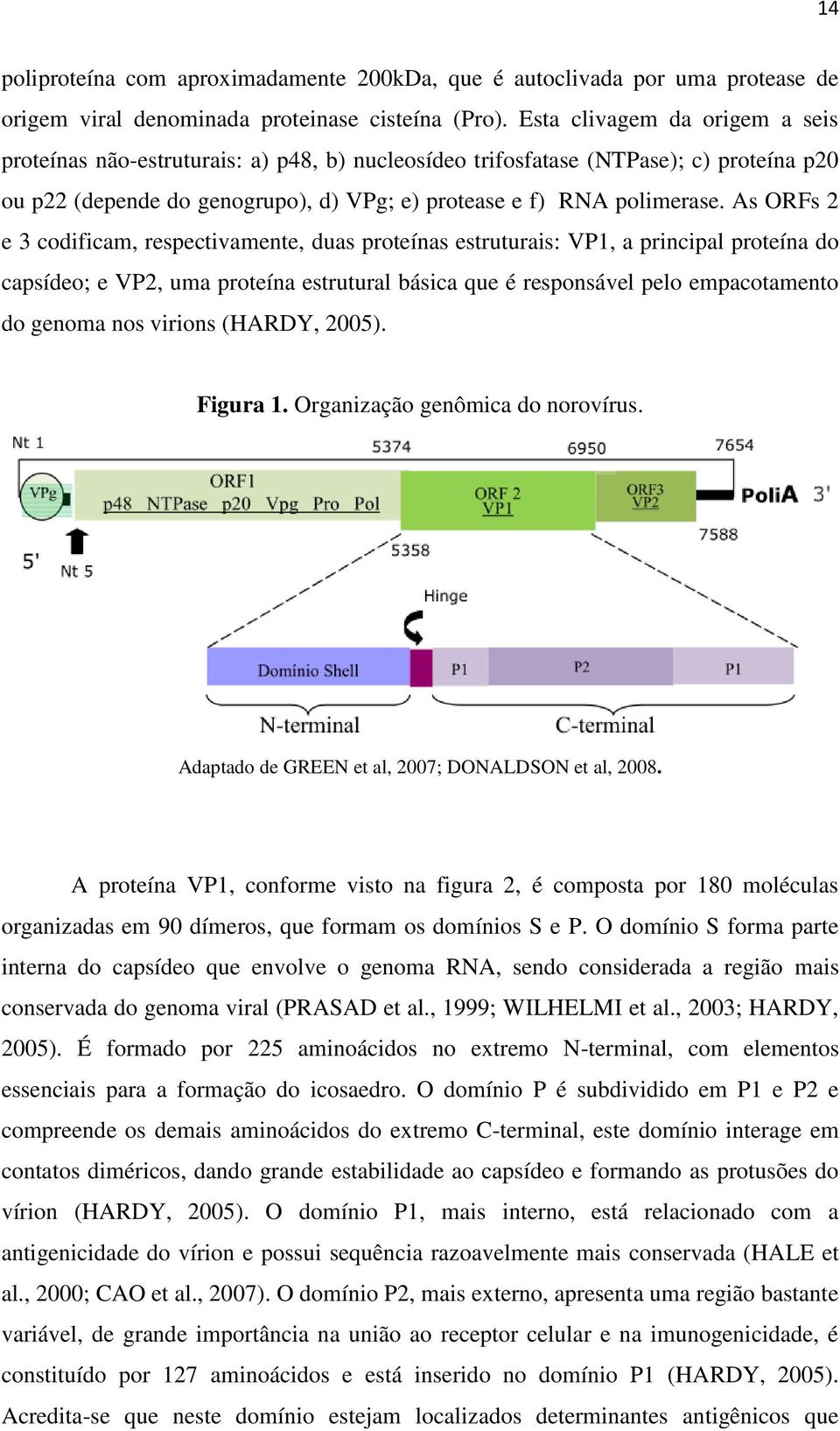 As ORFs 2 e 3 codificam, respectivamente, duas proteínas estruturais: VP1, a principal proteína do capsídeo; e VP2, uma proteína estrutural básica que é responsável pelo empacotamento do genoma nos