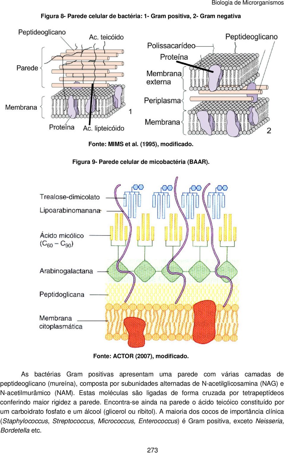 As bactérias Gram positivas apresentam uma parede com várias camadas de peptideoglicano (mureína), composta por subunidades alternadas de N-acetilglicosamina (NAG) e N-acetilmurâmico (NAM).