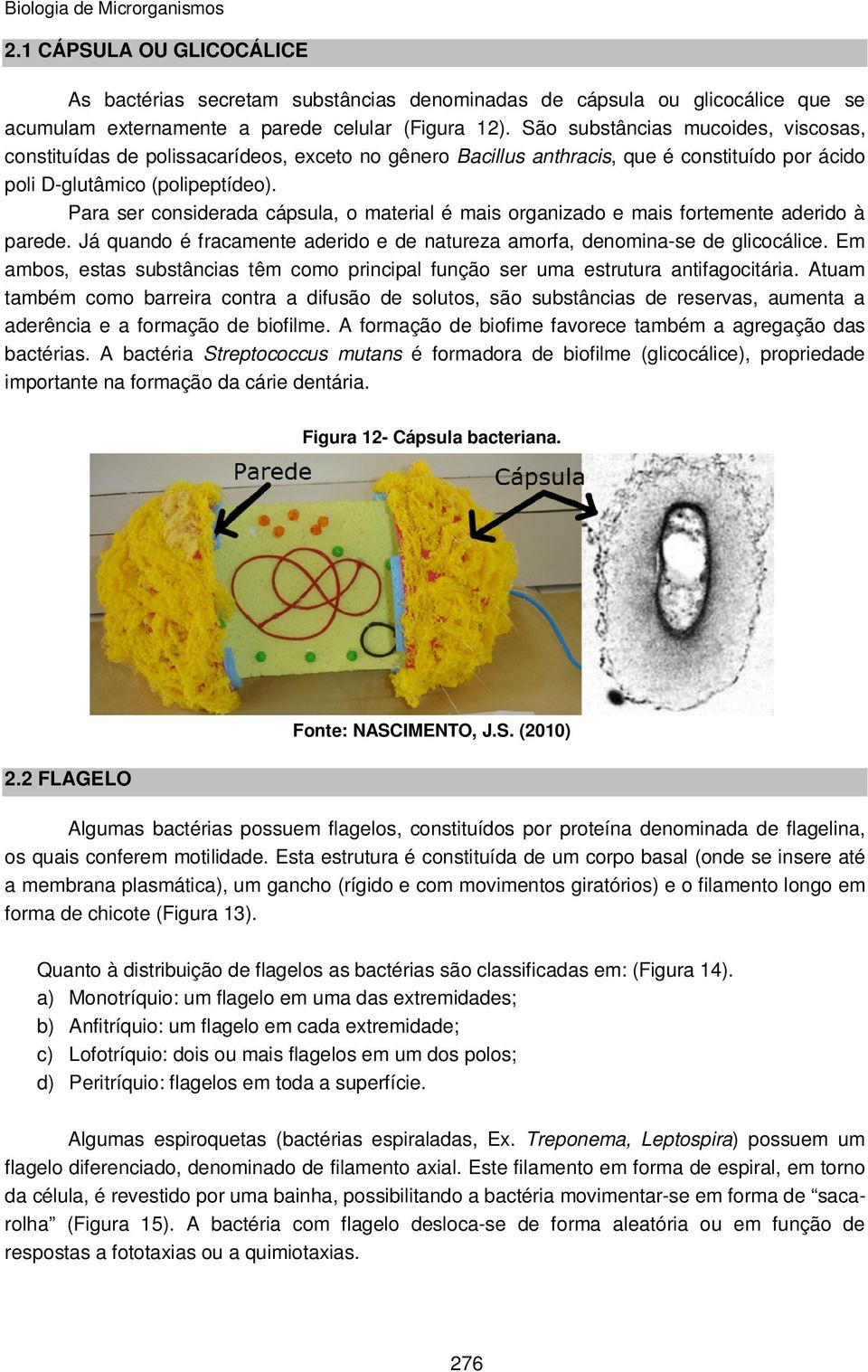 Para ser considerada cápsula, o material é mais organizado e mais fortemente aderido à parede. Já quando é fracamente aderido e de natureza amorfa, denomina-se de glicocálice.