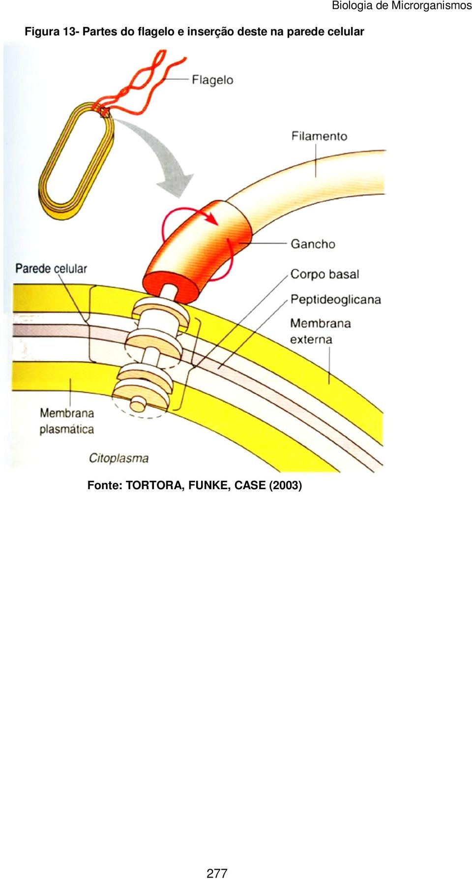 Biologia de Microrganismos