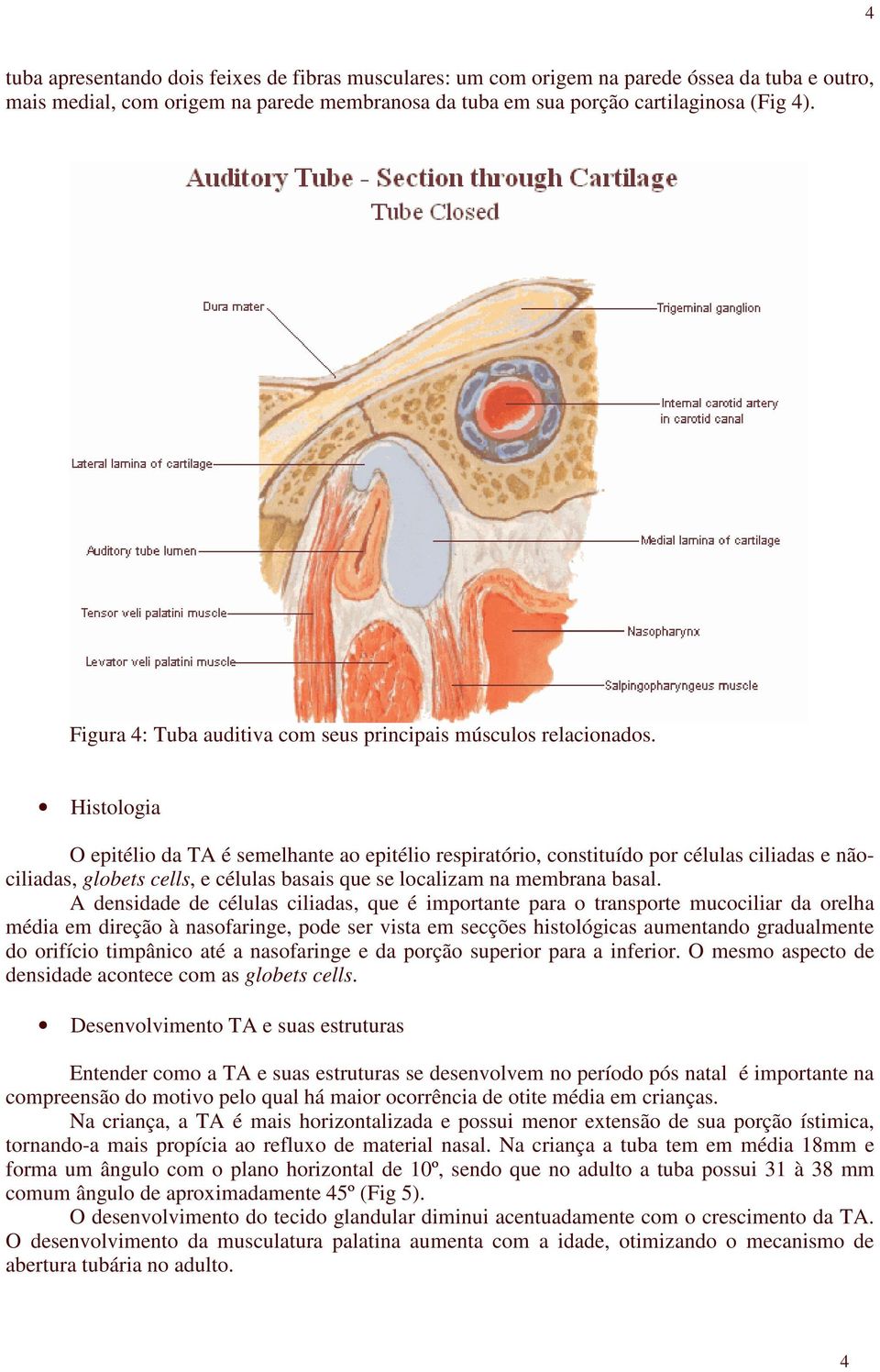 Histologia O epitélio da TA é semelhante ao epitélio respiratório, constituído por células ciliadas e nãociliadas, globets cells, e células basais que se localizam na membrana basal.