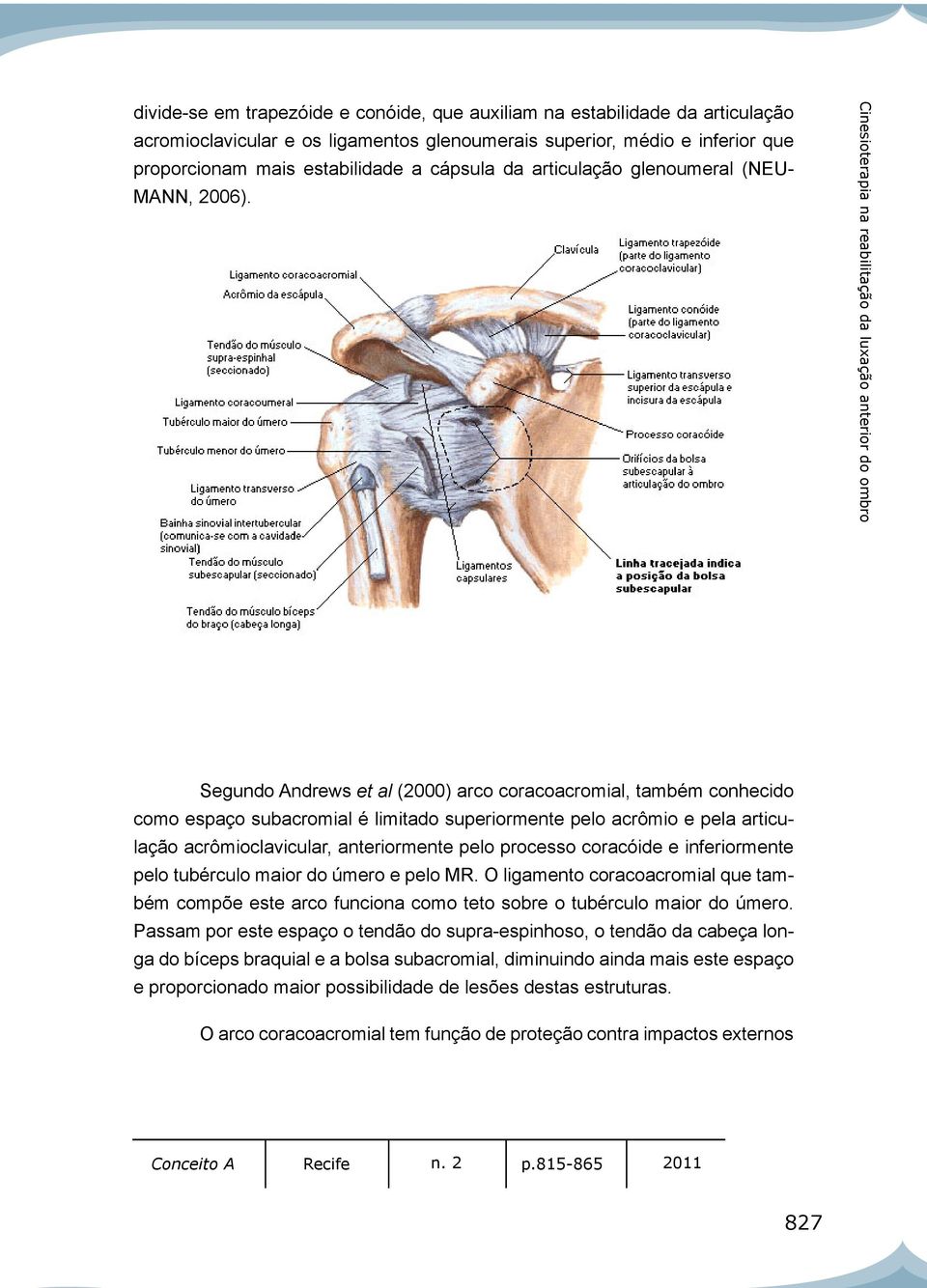 Segundo Andrews et al (2000) arco coracoacromial, também conhecido como espaço subacromial é limitado superiormente pelo acrômio e pela articulação acrômioclavicular, anteriormente pelo processo