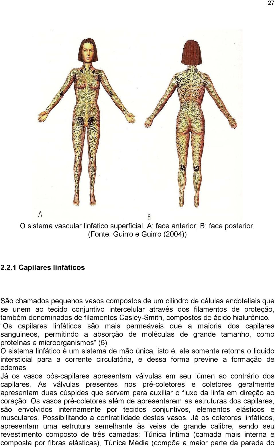 Os capilares linfáticos são mais permeáveis que a maioria dos capilares sanguineos, permitindo a absorção de moléculas de grande tamanho, como proteínas e microorganismos (6).