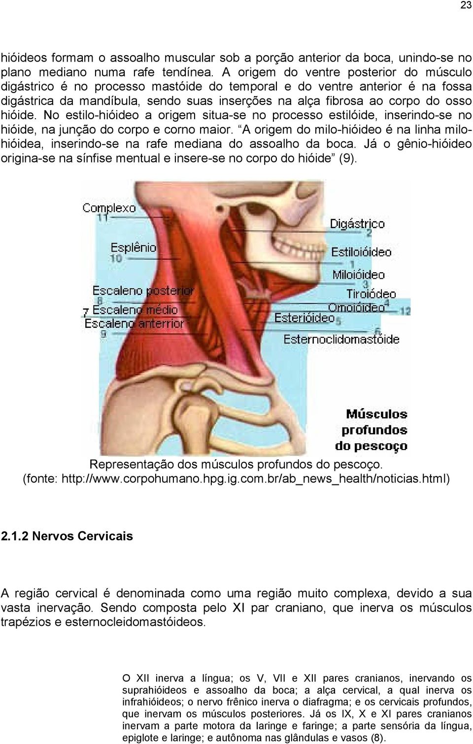 hióide. No estilo-hióideo a origem situa-se no processo estilóide, inserindo-se no hióide, na junção do corpo e corno maior.