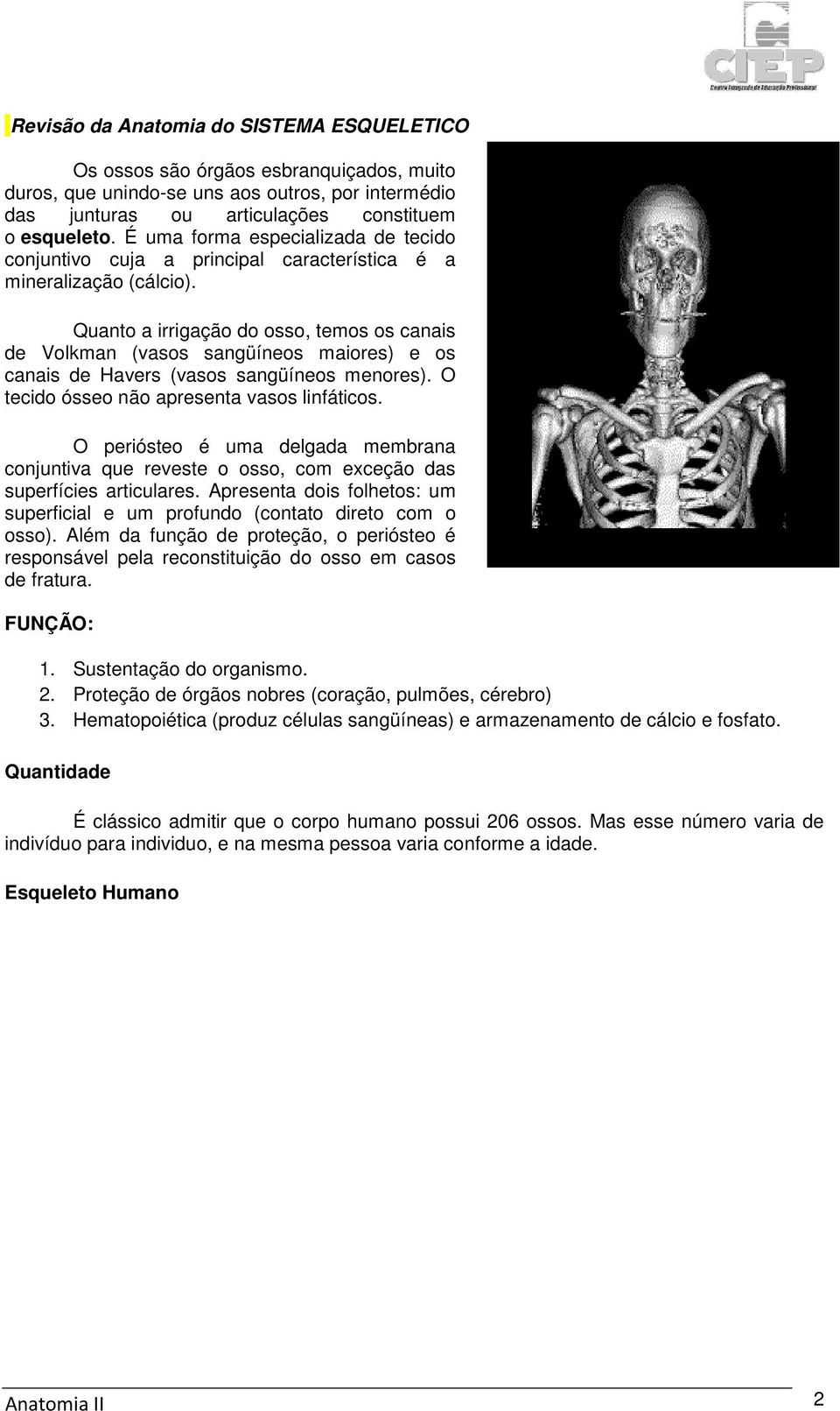 Quanto a irrigação do osso, temos os canais de Volkman (vasos sangüíneos maiores) e os canais de Havers (vasos sangüíneos menores). O tecido ósseo não apresenta vasos linfáticos.