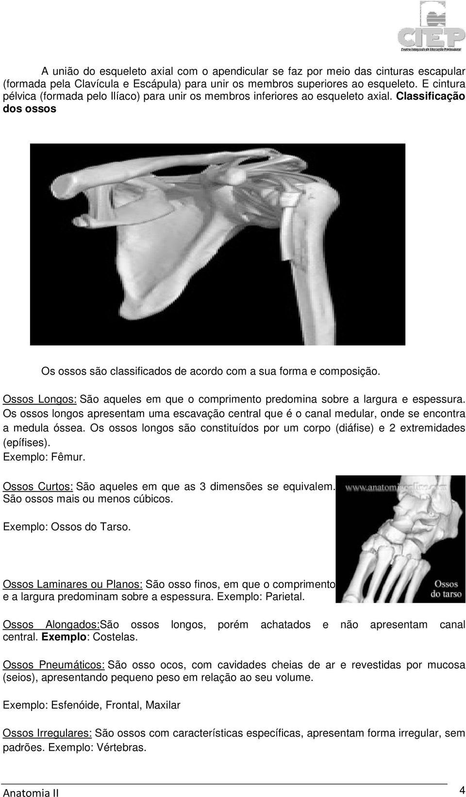 Ossos Longos: São aqueles em que o comprimento predomina sobre a largura e espessura. Os ossos longos apresentam uma escavação central que é o canal medular, onde se encontra a medula óssea.