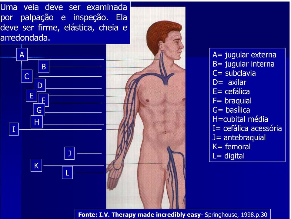 I A C E D B F G H K L J A= jugular externa B= jugular interna C= subclavia D= axilar E=