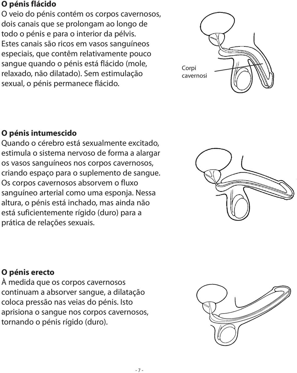 Sem estimulação sexual, o pénis permanece flácido.