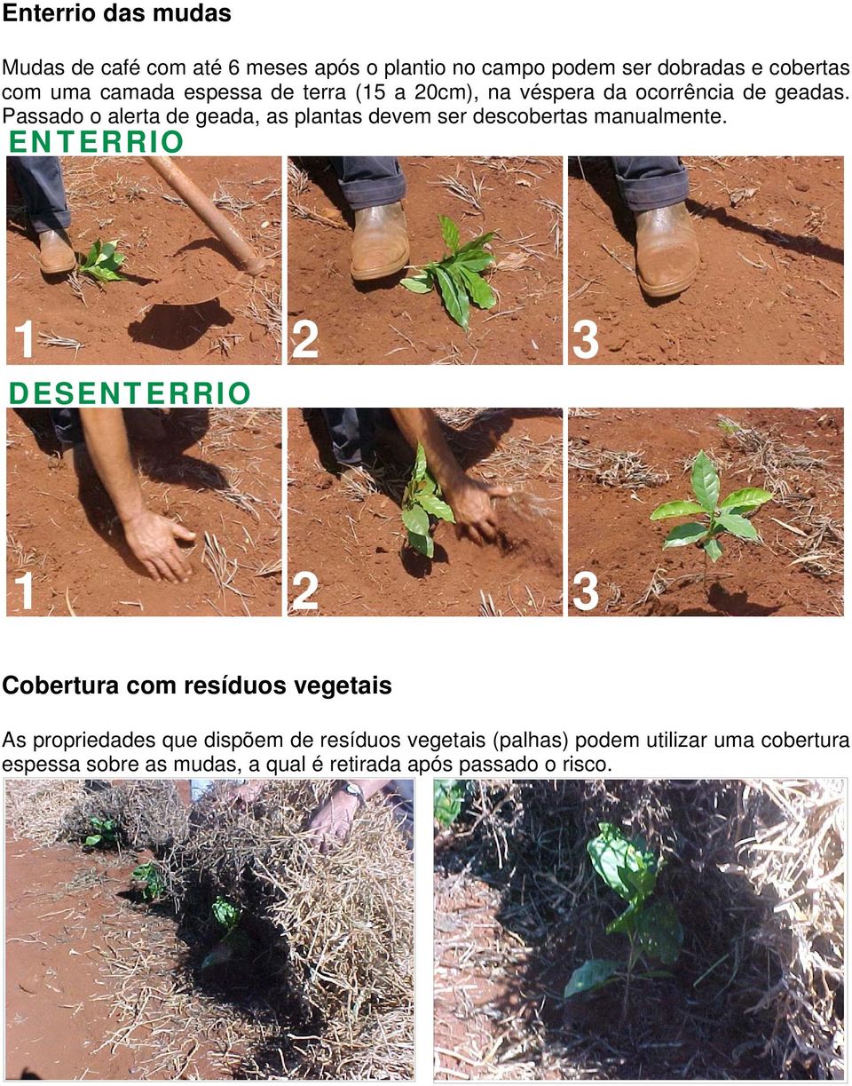 Passado o alerta de geada, as plantas devem ser descobertas manualmente.