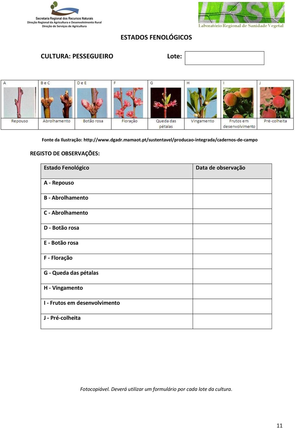 A - Repouso B - Abrolhamento C - Abrolhamento D - Botão rosa E - Botão rosa F - Floração G - Queda das pétalas H