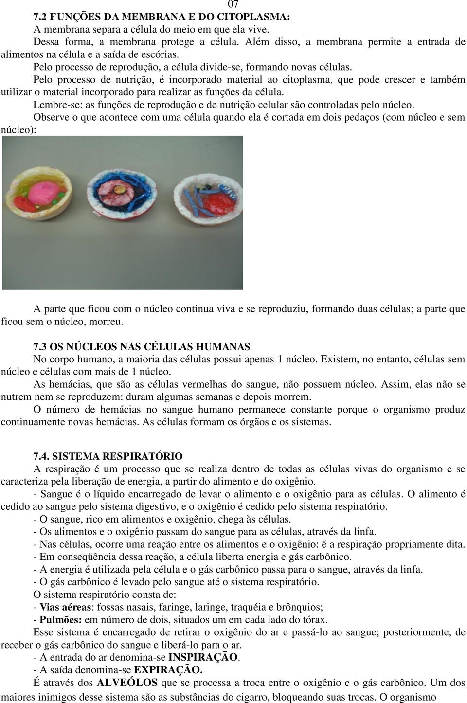 Pelo processo de nutrição, é incorporado material ao citoplasma, que pode crescer e também utilizar o material incorporado para realizar as funções da célula.