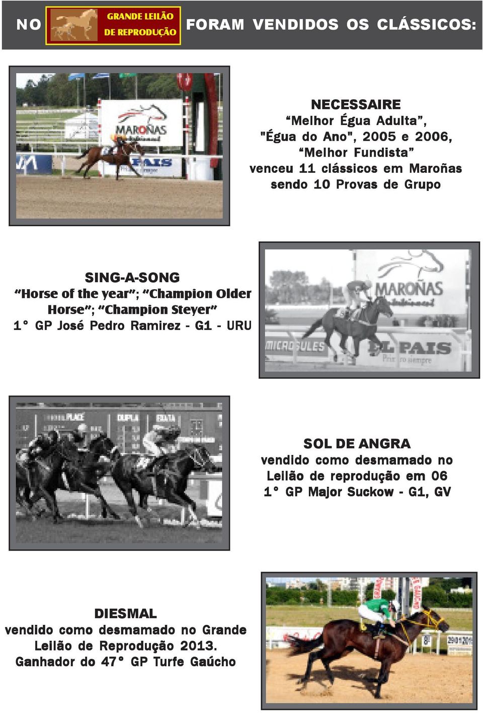 Horse ; Champion Steyer 1 GP José Pedro Ramirez G1 URU SOL DE ANGRA vendido como desmamado no Leilão de reprodução em 06