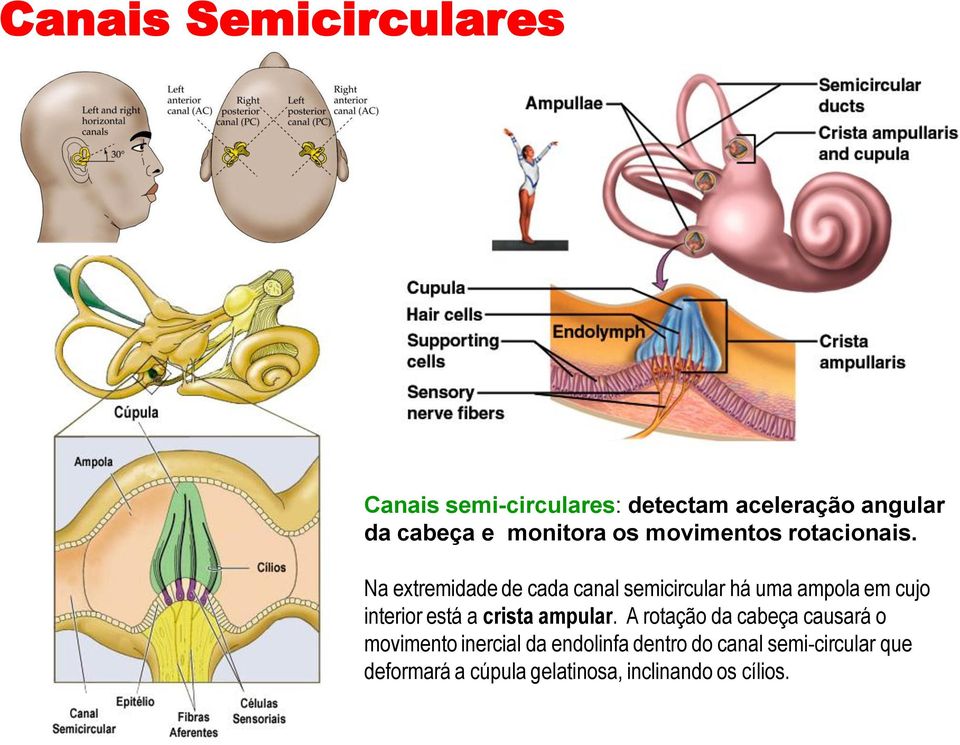 Na extremidade de cada canal semicircular há uma ampola em cujo interior está a crista