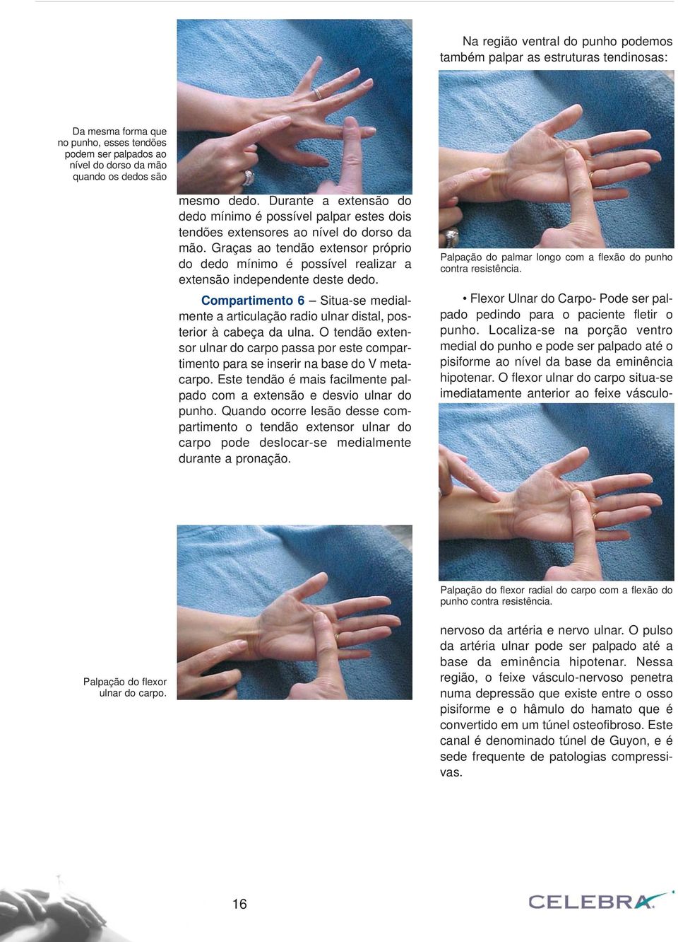 Graças ao tendão extensor próprio do dedo mínimo é possível realizar a extensão independente deste dedo.