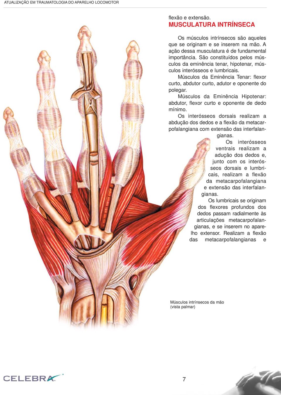 Músculos da Eminência Tenar: flexor curto, abdutor curto, adutor e oponente do polegar. Músculos da Eminência Hipotenar: abdutor, flexor curto e oponente de dedo mínimo.