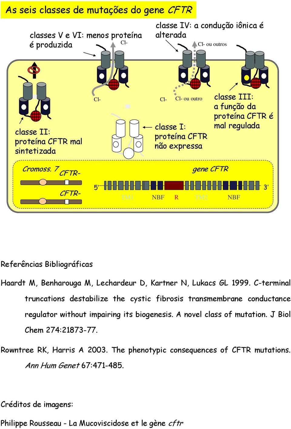 7 gene FTR TM1 BF R TM2 BF Referências Bibliográficas Haardt M, Benharouga M, Lechardeur D, Kartner, Lukacs GL 1999.