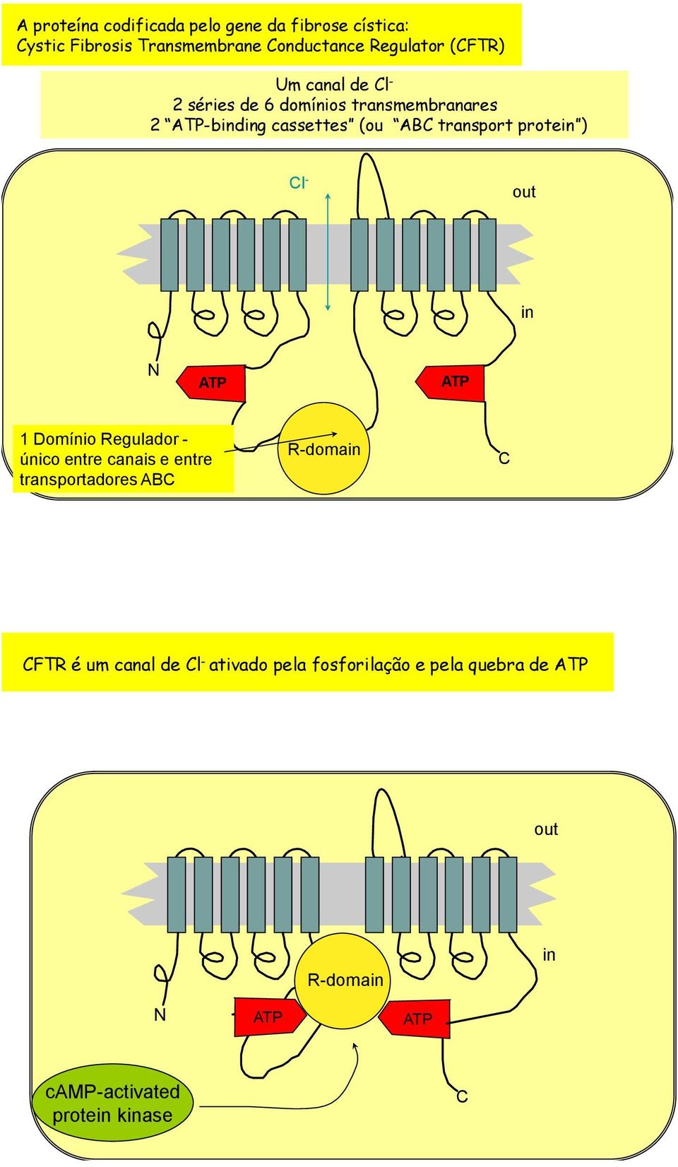 protein ) l - out in 1 Domínio Regulador - único entre canais e entre transportadores AB R-domain FTR