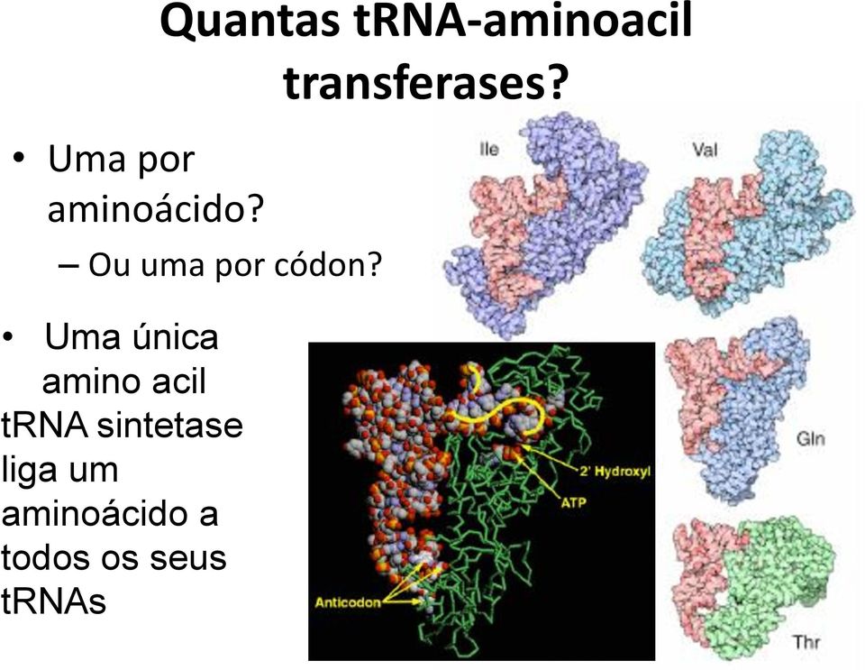 códon?