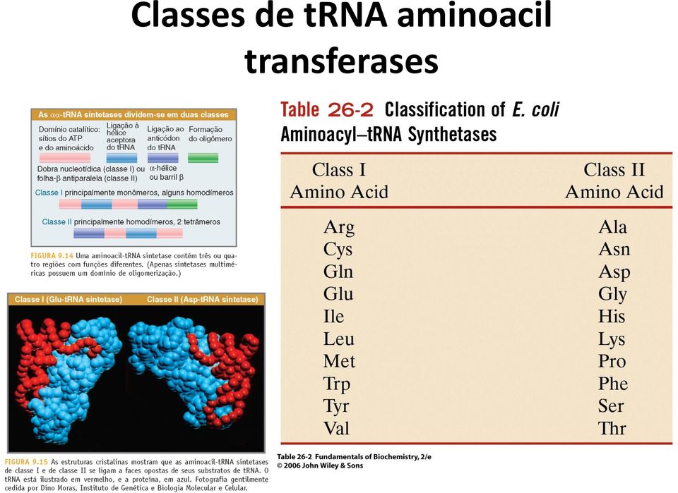 aminoacil