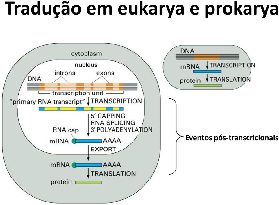 prokarya