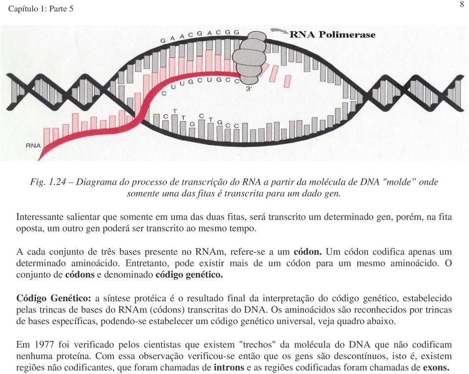 A cada conjunto de três bases presente no RNAm, refere-se a um códon. Um códon codifica apenas um determinado aminoácido. Entretanto, pode existir mais de um códon para um mesmo aminoácido.