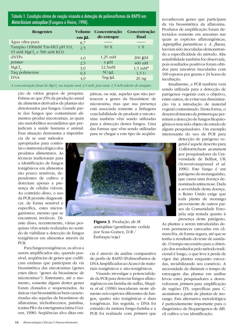 mm 4 µm 12,5mM 5U/µL 5ng/µL Concentração final 1 X 200 µm 400 nm 1,5 mm* 1,5 U 20 ng A concentração final de MgCl 2 na reação será 3,0 mm, pois mais 1,5 mm advém do tampão. Figura 3. Produção de M.