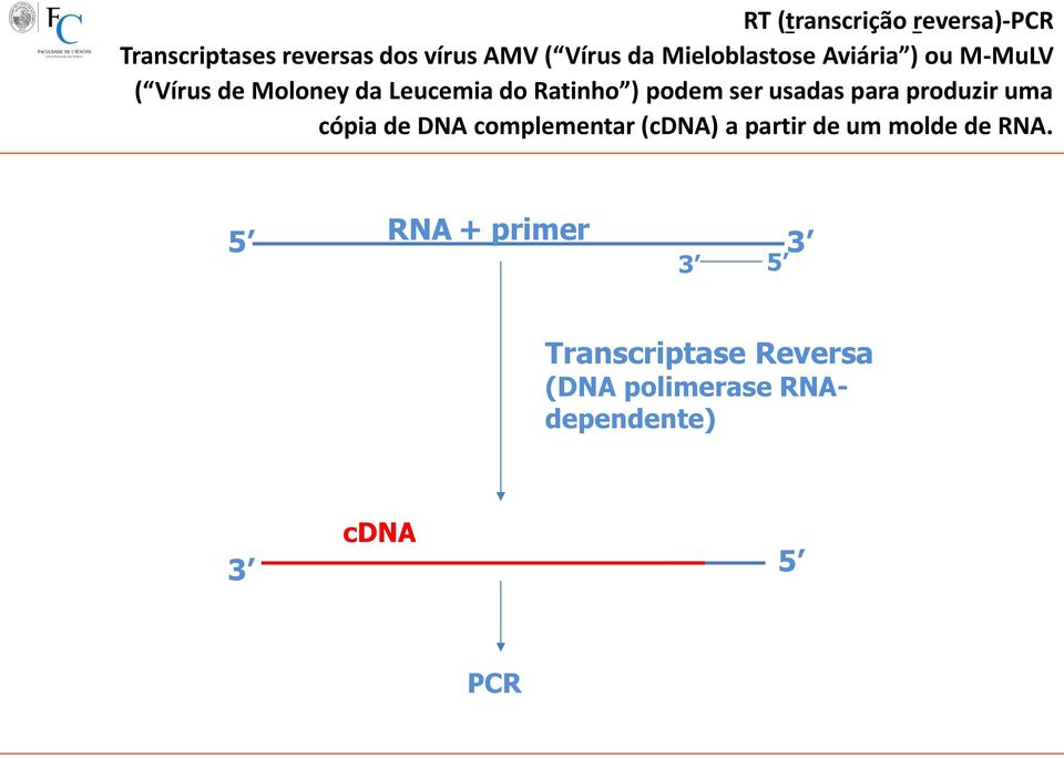 ser usadas para produzir uma cópia de DNA complementar (cdna) a partir de um molde