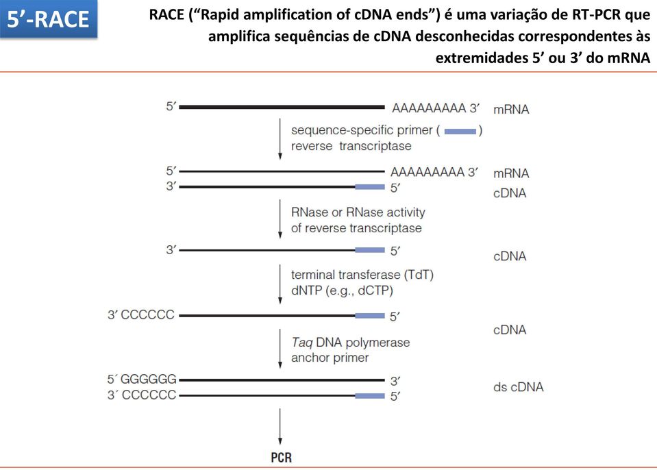 amplifica sequências de cdna