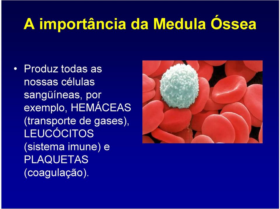 HEMÁCEAS (transporte de gases), LEUCÓCITOS