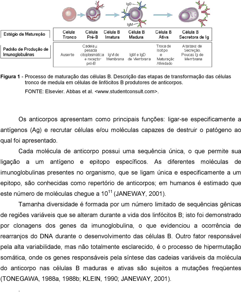 Os anticorpos apresentam como principais funções: ligar-se especificamente a antígenos (Ag) e recrutar células e/ou moléculas capazes de destruir o patógeno ao qual foi apresentado.