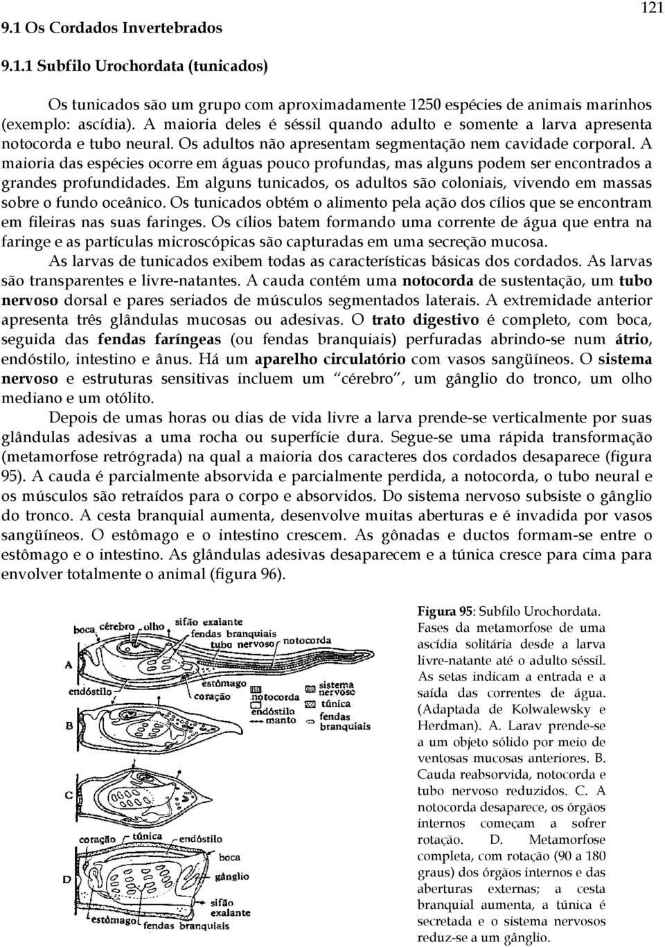 A maioria das espécies ocorre em águas pouco profundas, mas alguns podem ser encontrados a grandes profundidades.