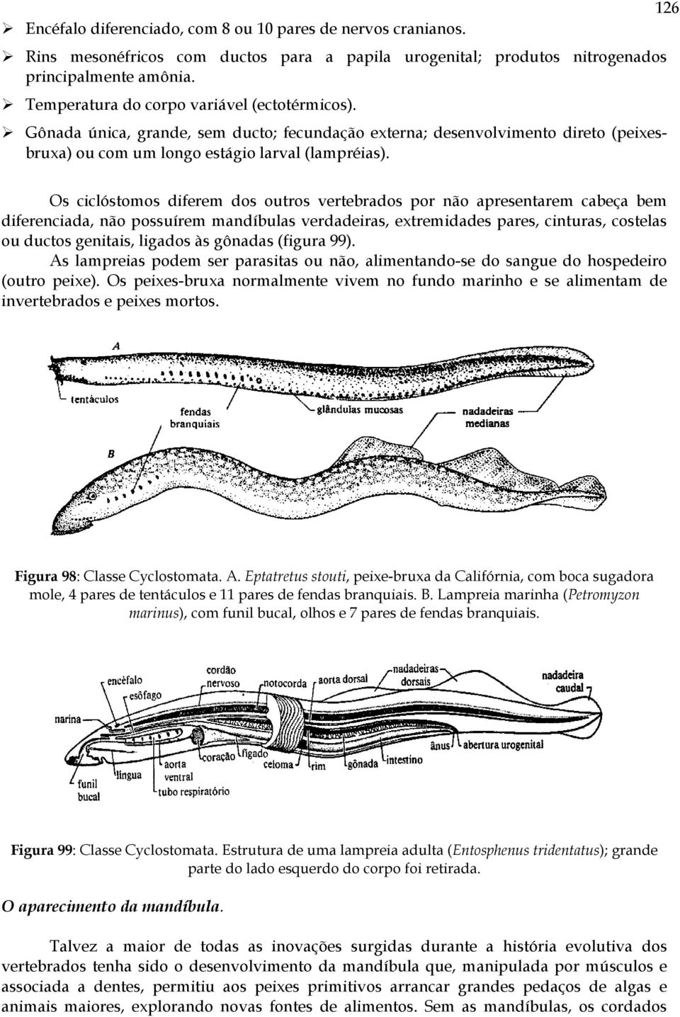 126 Os ciclóstomos diferem dos outros vertebrados por não apresentarem cabeça bem diferenciada, não possuírem mandíbulas verdadeiras, extremidades pares, cinturas, costelas ou ductos genitais,
