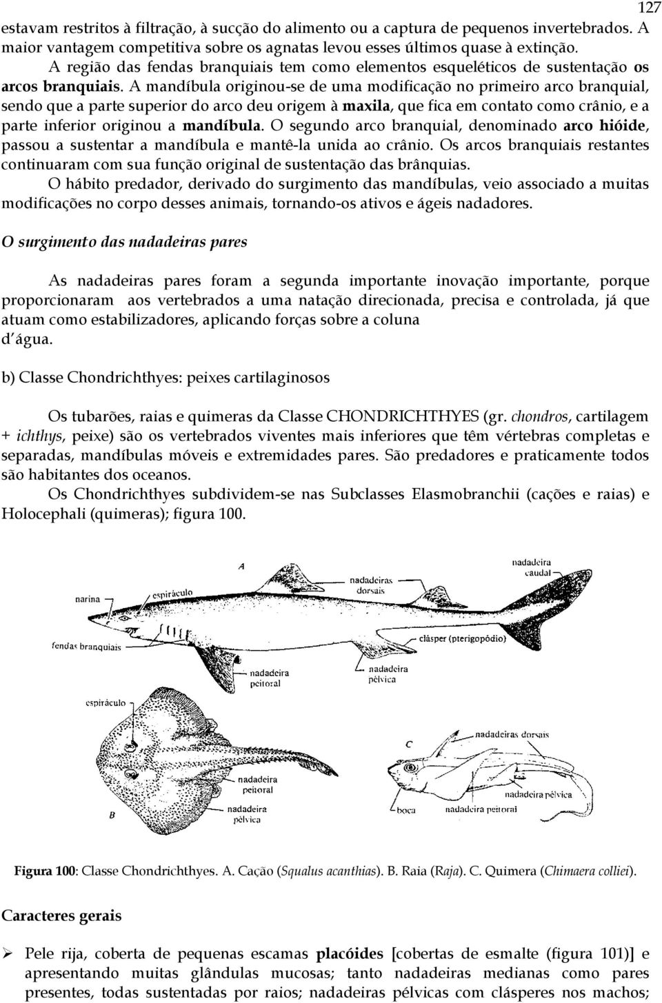 A mandíbula originou-se de uma modificação no primeiro arco branquial, sendo que a parte superior do arco deu origem à maxila, que fica em contato como crânio, e a parte inferior originou a mandíbula.