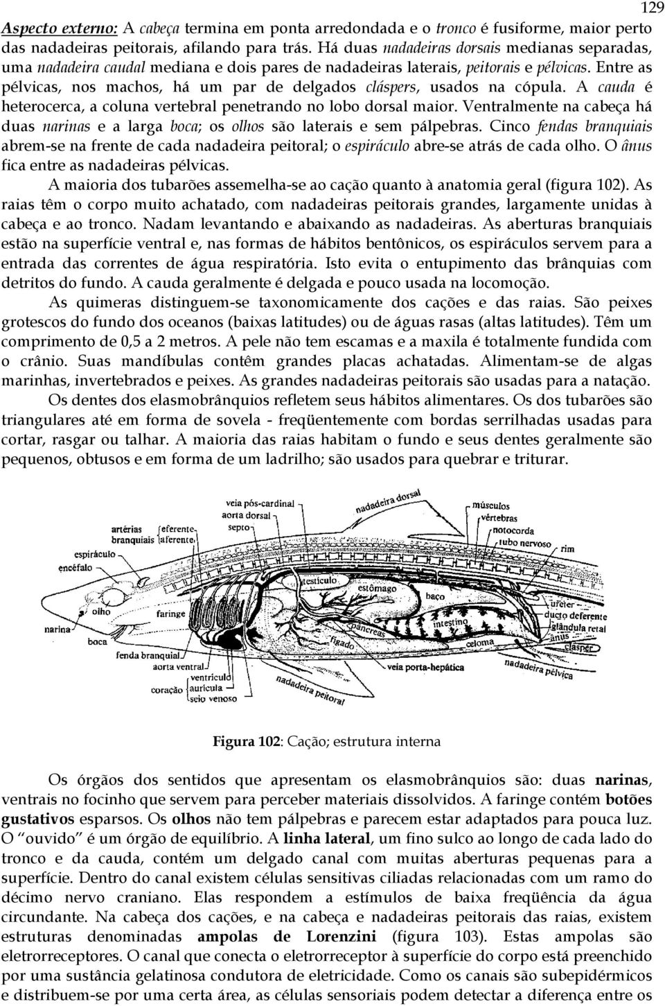 Entre as pélvicas, nos machos, há um par de delgados cláspers, usados na cópula. A cauda é heterocerca, a coluna vertebral penetrando no lobo dorsal maior.
