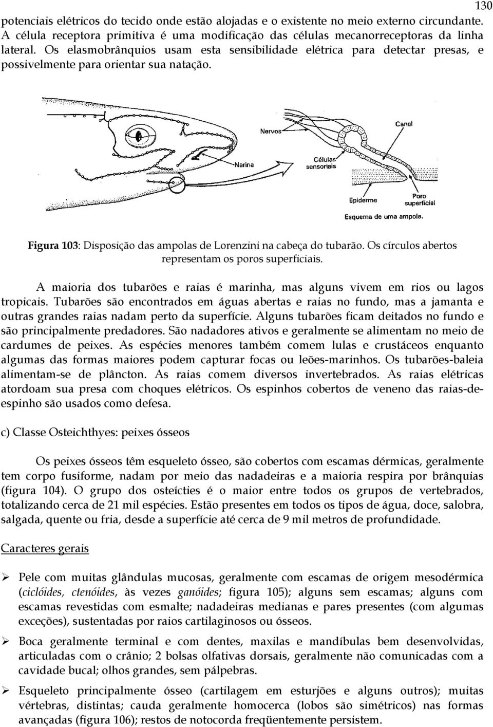 Os círculos abertos representam os poros superficiais. A maioria dos tubarões e raias é marinha, mas alguns vivem em rios ou lagos tropicais.