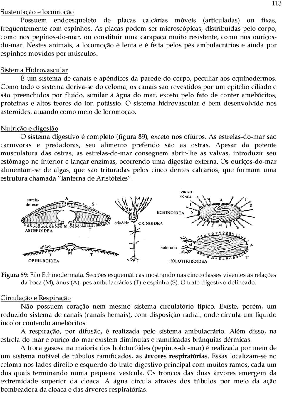 Nestes animais, a locomoção é lenta e é feita pelos pés ambulacrários e ainda por espinhos movidos por músculos.