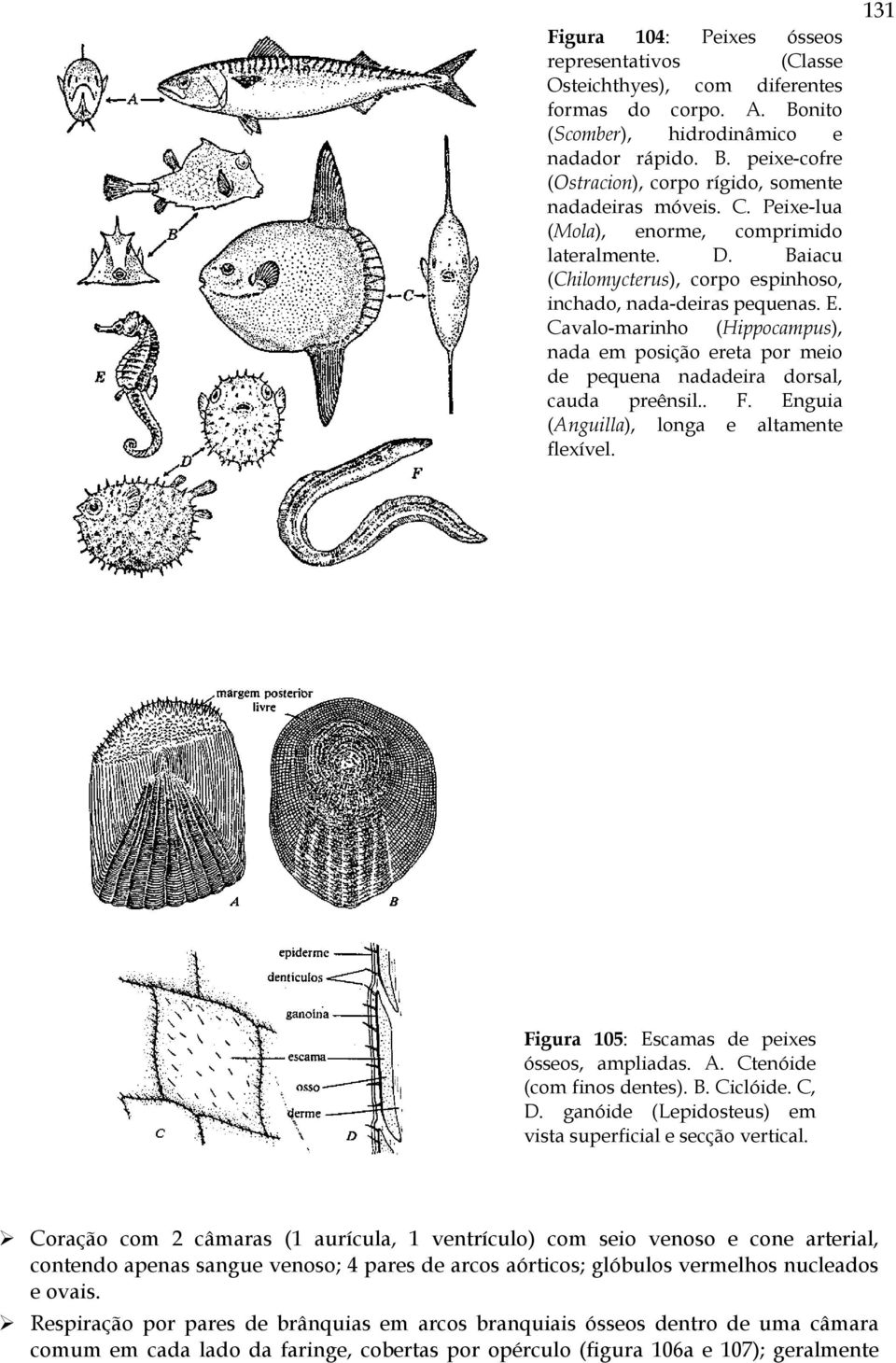 Cavalo-marinho (Hippocampus), nada em posição ereta por meio de pequena nadadeira dorsal, cauda preênsil.. F. Enguia (Anguilla), longa e altamente flexível.