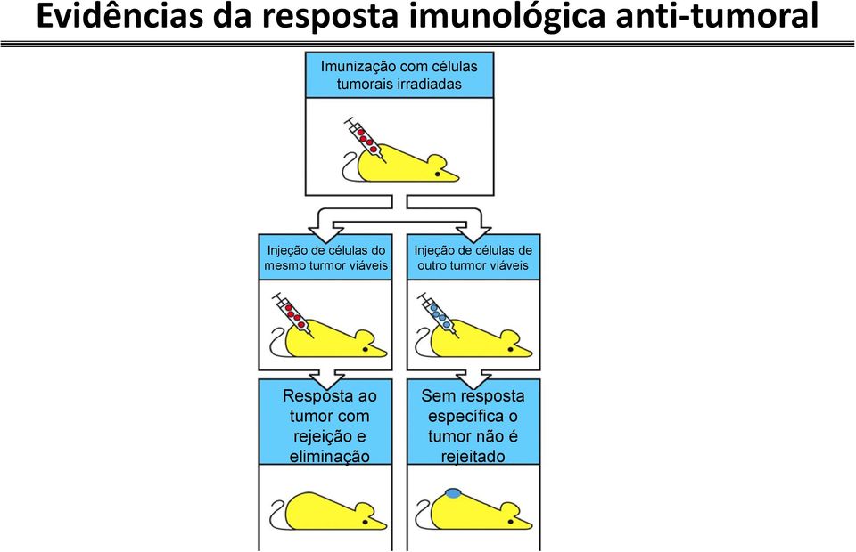 viáveis Injeção de células de outro turmor viáveis Resposta ao