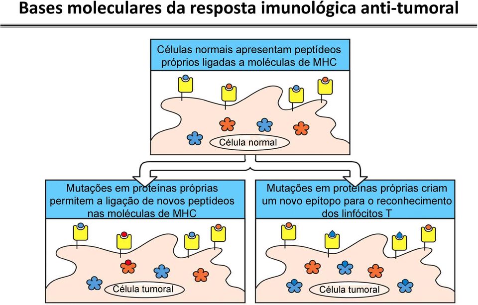 próprias p permitem a ligação de novos peptídeos nas moléculas de MHC Mutações em