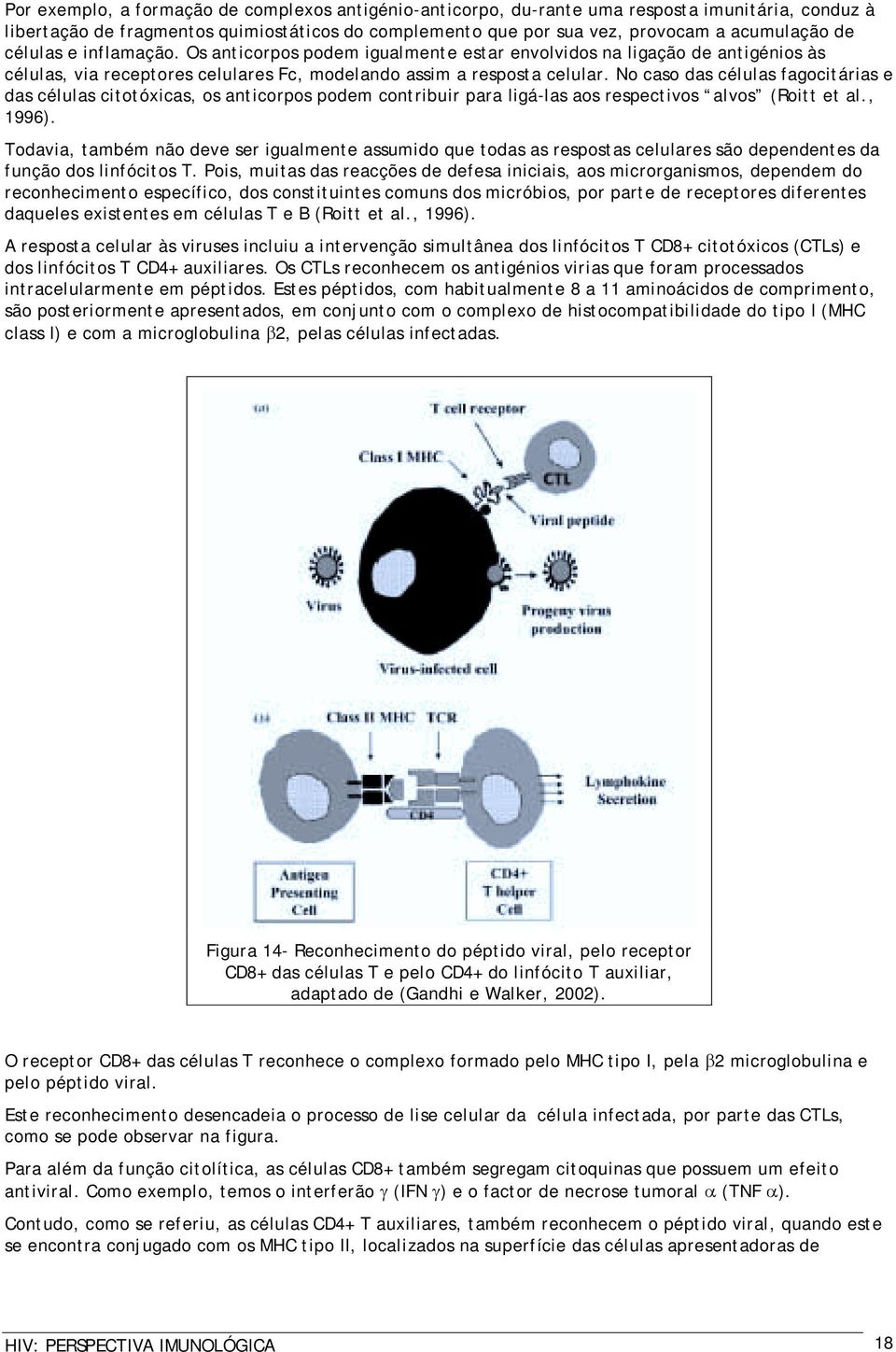 No caso das células fagocitárias e das células citotóxicas, os anticorpos podem contribuir para ligá-las aos respectivos alvos (Roitt et al., 1996).
