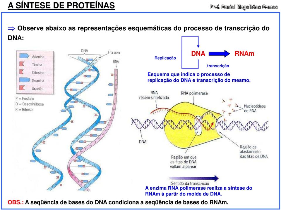 replicação do DNA e transcrição do mesmo.