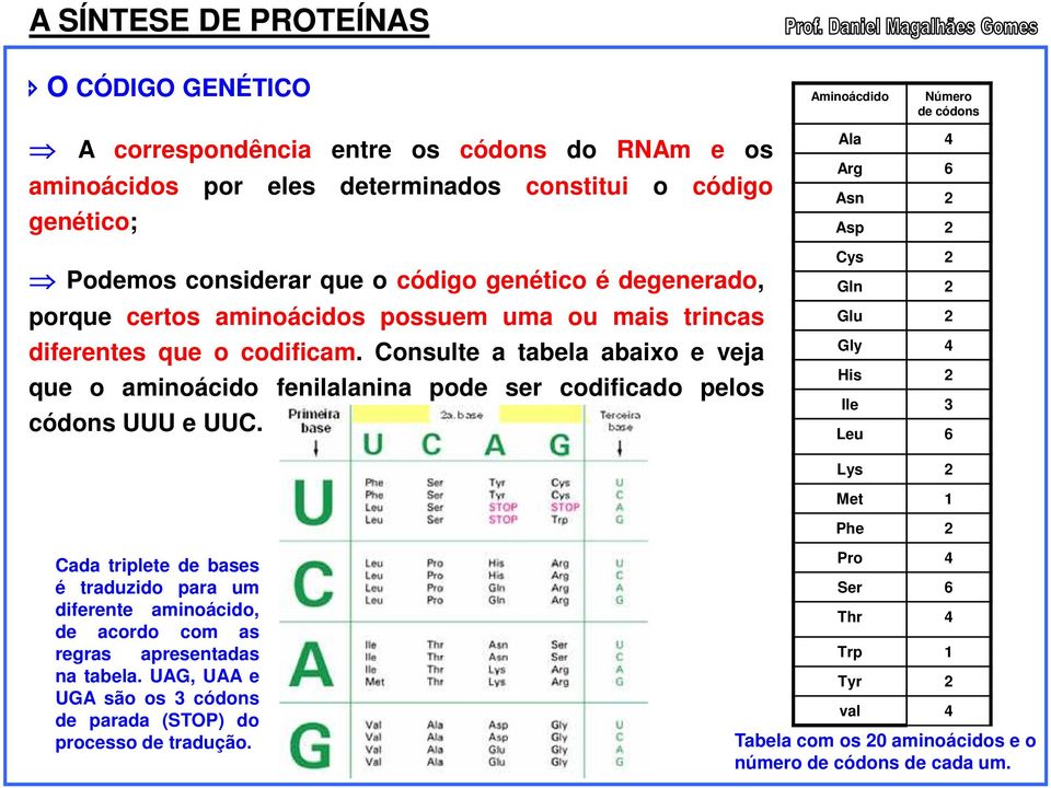 Consulte a tabela abaixo e veja que o aminoácido fenilalanina pode ser codificado pelos códons UUU e UUC.