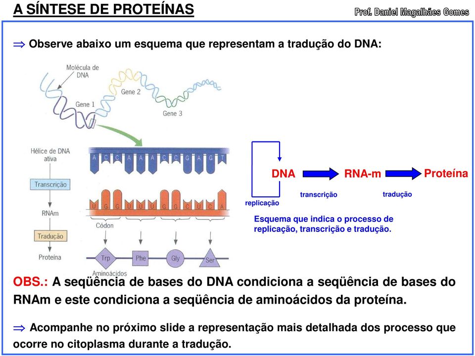 : A seqüência de bases do DNA condiciona a seqüência de bases do RNAm e este condiciona a seqüência de