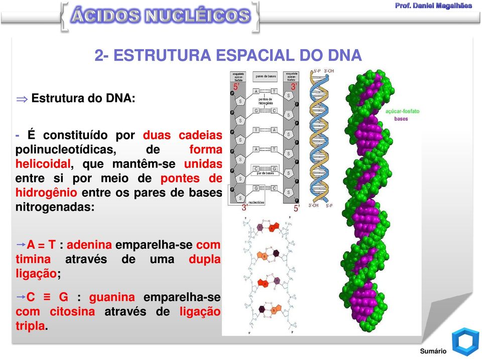 hidrogênio entre os pares de bases nitrogenadas: A = T : adenina emparelha-se com timina