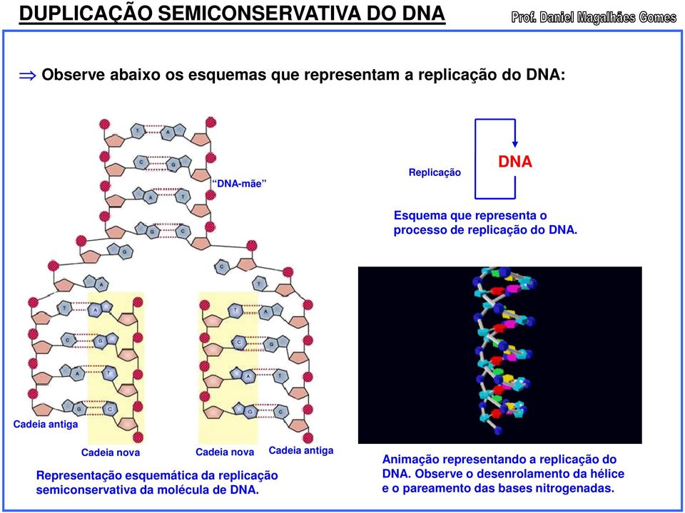 Cadeia antiga Cadeia nova Cadeia nova Representação esquemática da replicação semiconservativa da