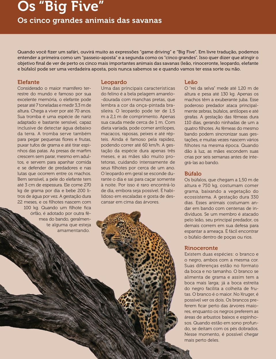 Isso quer dizer que atingir o objetivo final de ver de perto os cinco mais importantes animais das savanas (leão, rinoceronte, leopardo, elefante e búfalo) pode ser uma verdadeira aposta, pois nunca