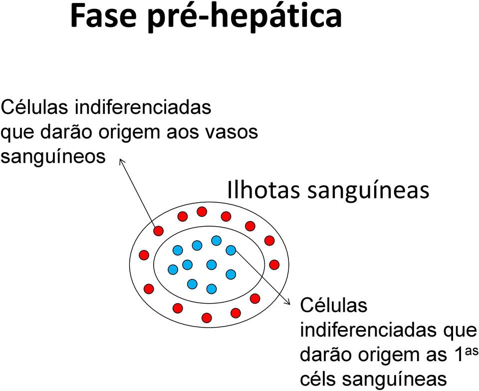 vasos sanguíneos Ilhotas sanguíneas