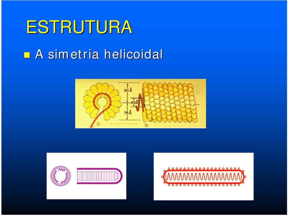 simetria